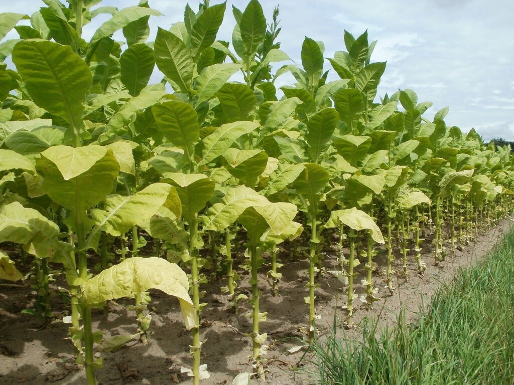 tobacco plant growing in Cuba